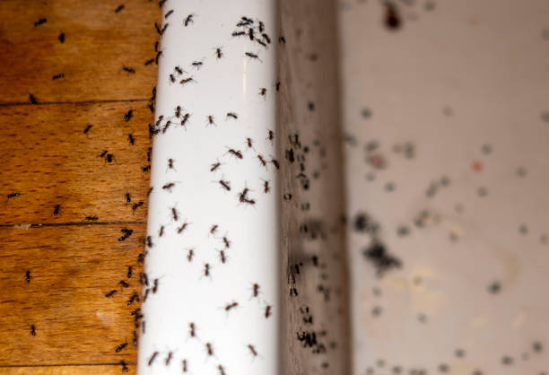 Union Springs, AL Pest Control Company